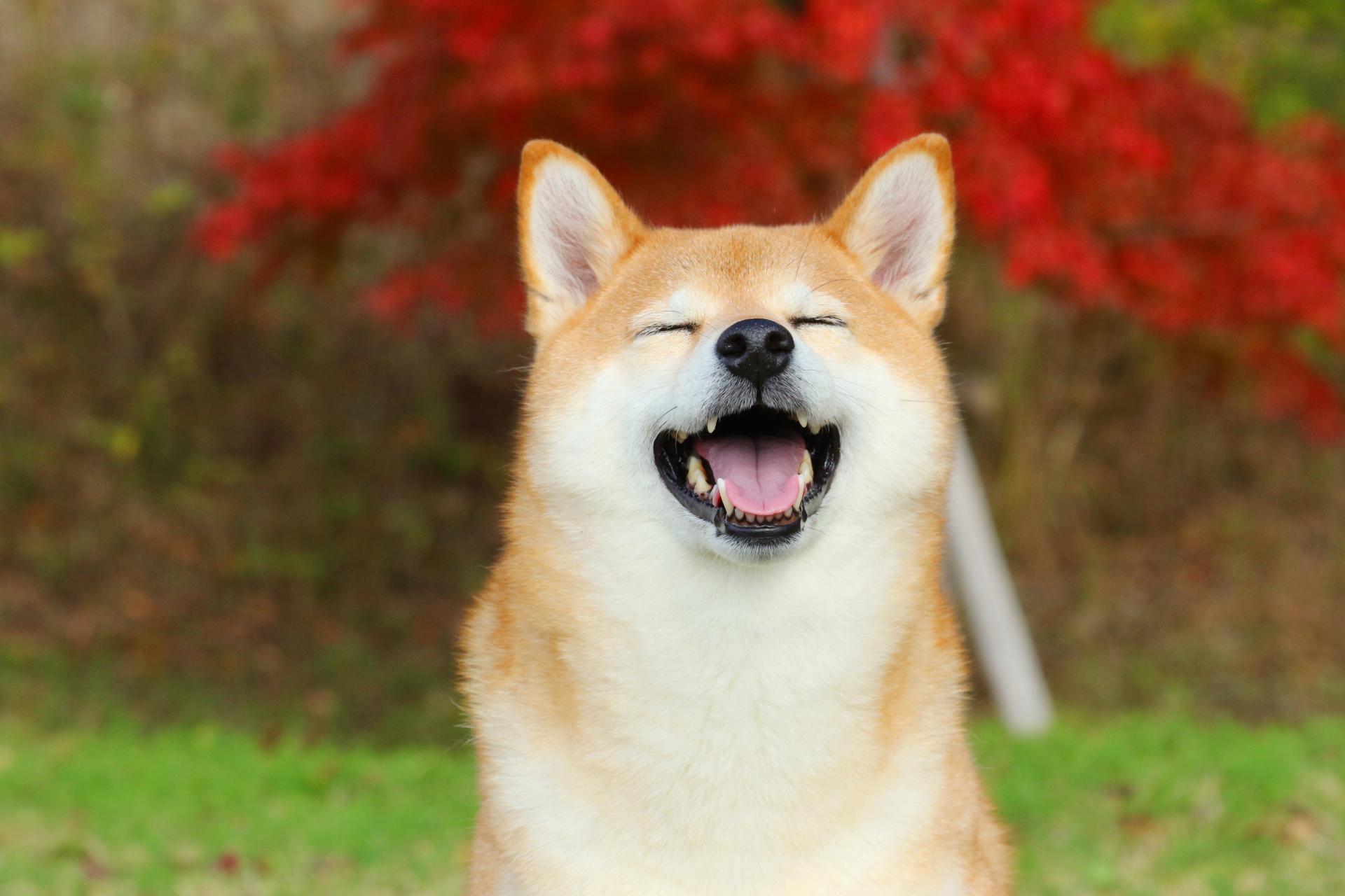 犬