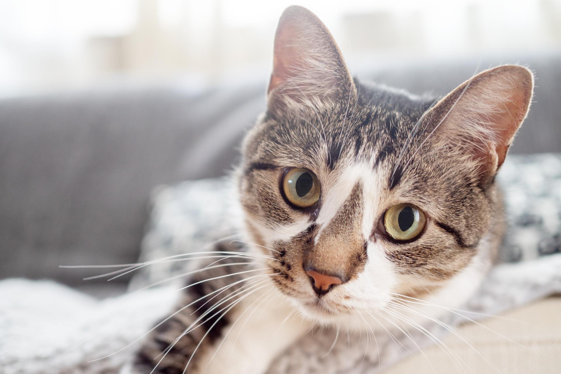 猫